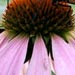 Coneflower